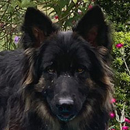 Dog in garden with a small paddling pool.