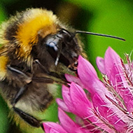 A bee feeds on a pinky purple flower