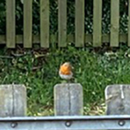A small red-breasted bird sits on a fence in the park. His brightly coloured chest stands out against the dark green leaves around him.