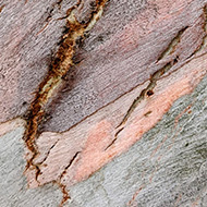 close up image of tree bark with pink tones
