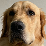 Portrait photo of a very serious-looking golden retriever