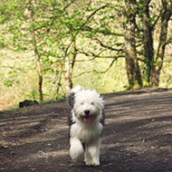 Old English Sheepdog walking through the woods.
