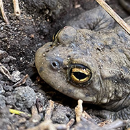 A brown toad crouching down in a little hole it's made near a rock