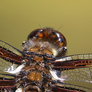 A blue bodied dragonfly poses in the sunshine on a ligularia (var. rocket) flower spike in the garden over the pond. I hadn't seen this type of dragonfly previously, so had to look it up.