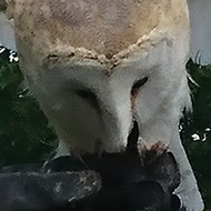 Misty the beautiful barn-owl was the star of the show at a recent visit to a Bird of Prey Centre. She flew through the spectators totally silently like a graceful spectre. One didn’t know where she would come from as she made her way back to the glove for her reward of choice morsels. Such a treat to witness an owl in flight!