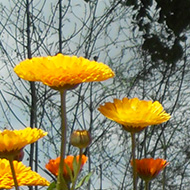 A patch of pot marigolds blooming
