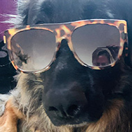 German shepherd with sun glasses on
