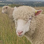 A sheep The picture only captures the front half of a sheep, as it moves onto the picture from the right. It is standing in a grassy field with other sheep behind. In the background is the view of more fields from the hill we are standing on