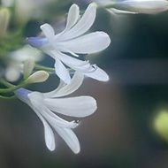 Close up picture of an agapanthus.