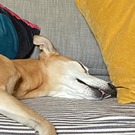 A hot dog stretched out lazily across a sofa