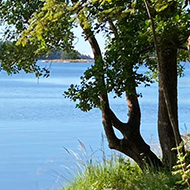 Tent and other stuff by a small forest beach.