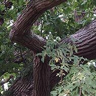 Tree (possibly oak?) with leaves. Pic taken from the ground looking up