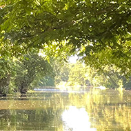 River flowing into the distance in the bottom half of photo, tree branches with leaves covering the top