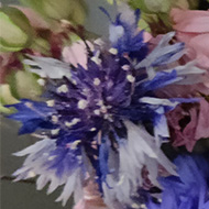A colourful bunch of flowers in a vase, with particularly bright blue cornflowers