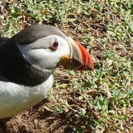 A Puffling flaps its wings, preparing to take flight, whilst its parent stands nearby.