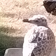 A baby Seagull is cooling down in a tray of water and 4 white doves are crowded on a birdhouse hanging in an apple tree
