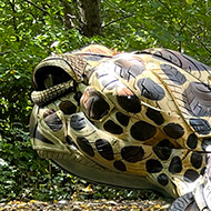 Turtle Sculpture