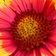 Yellow and red flowers in the garden.