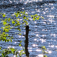 Trees and water