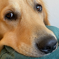 Close-up on a morose-looking golden retriever laying on the back of a couch. His lips are spread out over the edges of the cushions.