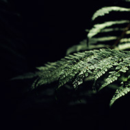 A fern in the dark