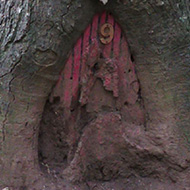 A tree with a small red door painted on to the base of the trunk.  And a woodland fairy sculpture with blue wings.