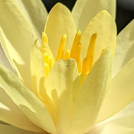 A bright yellow waterlily flower
