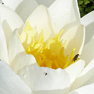 A fine white water lily flower surrounded by a sea of duck weed.