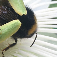 Bee on a Passion Flower