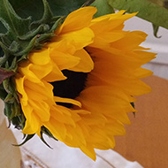 A jug with sunflowers and dark green foliage on a tablege