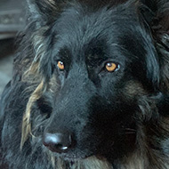 German shepherd sitting down next to a wood burner