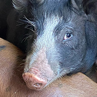 Ten large piglets snuggled up together. Some are black and others are pink with spots. A few are looking at the camera.