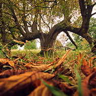 Photograph of autumnal bendy tree taken from the leafy ground.