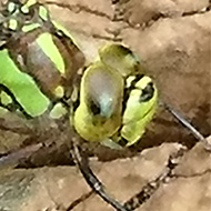 I chased a Southern Hawker Dragonfly round our pond trying to get a photo but she was very fast, then suddenly she alighted on a tree stump and started laying eggs in a crack so i got the shot. She had beautiful markings of black and bright green. She made my day!