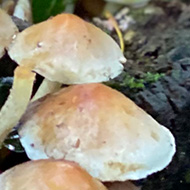 A rotting tree stump covered in ivy and small brown mushrooms