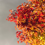 Maple tree leaves in autumn colour set against a dark grey cloud.