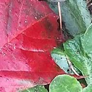 Leaves of different colours, shapes and sizes, some nestled in the ground, some submerged in puddles, some on the footpath and so on