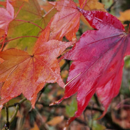 Red and orange maple leaves, ready to fall from a dark and wet tree standing on lush green grass