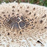 Close-up shot of Parasol fungus