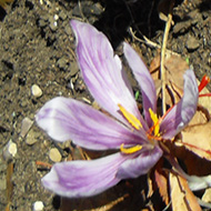 purple saffron crocus growing from bare earth