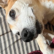 A beautiful golden coloured dog peers out from under a deep red blanket