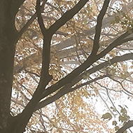 Looking upwards at the branches of several trees, seen through layers of fog. Many are missing leaves.