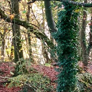 An autumn scene in the woods