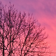 Dramatic colourful sky behind a tow of leafless trees