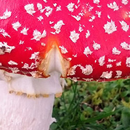 Real mushroom so red it looks fake