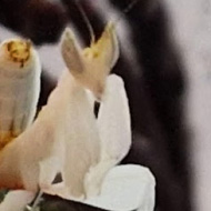A bright white male orchid mantis, standing on some twigs and moss inside a clear plastic container