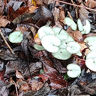 Two clusters of distinctive cyclamen leaves protrude from the leaf litter below the trees overhanging a dry stone wall