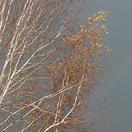 A sunlit birch against a dark sky with a hint of rainbow, plus the unending road works.