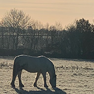 Horse in a field surrounded by frost.