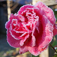 Deep pink roses still blooming in December, fully frosted over, against a blue sky